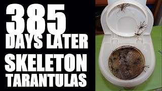 385 days later... Skeleton tarantulas!
