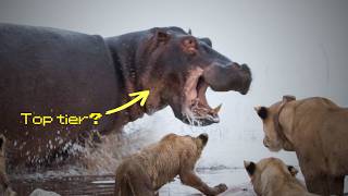 Are HIPPOS OP ?