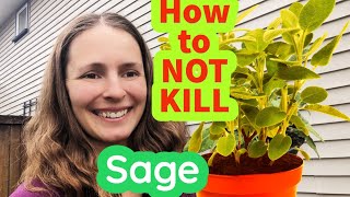 How to Plant SAGE and Keep it ALIVE #garden