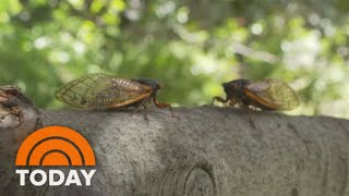 Double emergence of cicadas underway for first since 1803