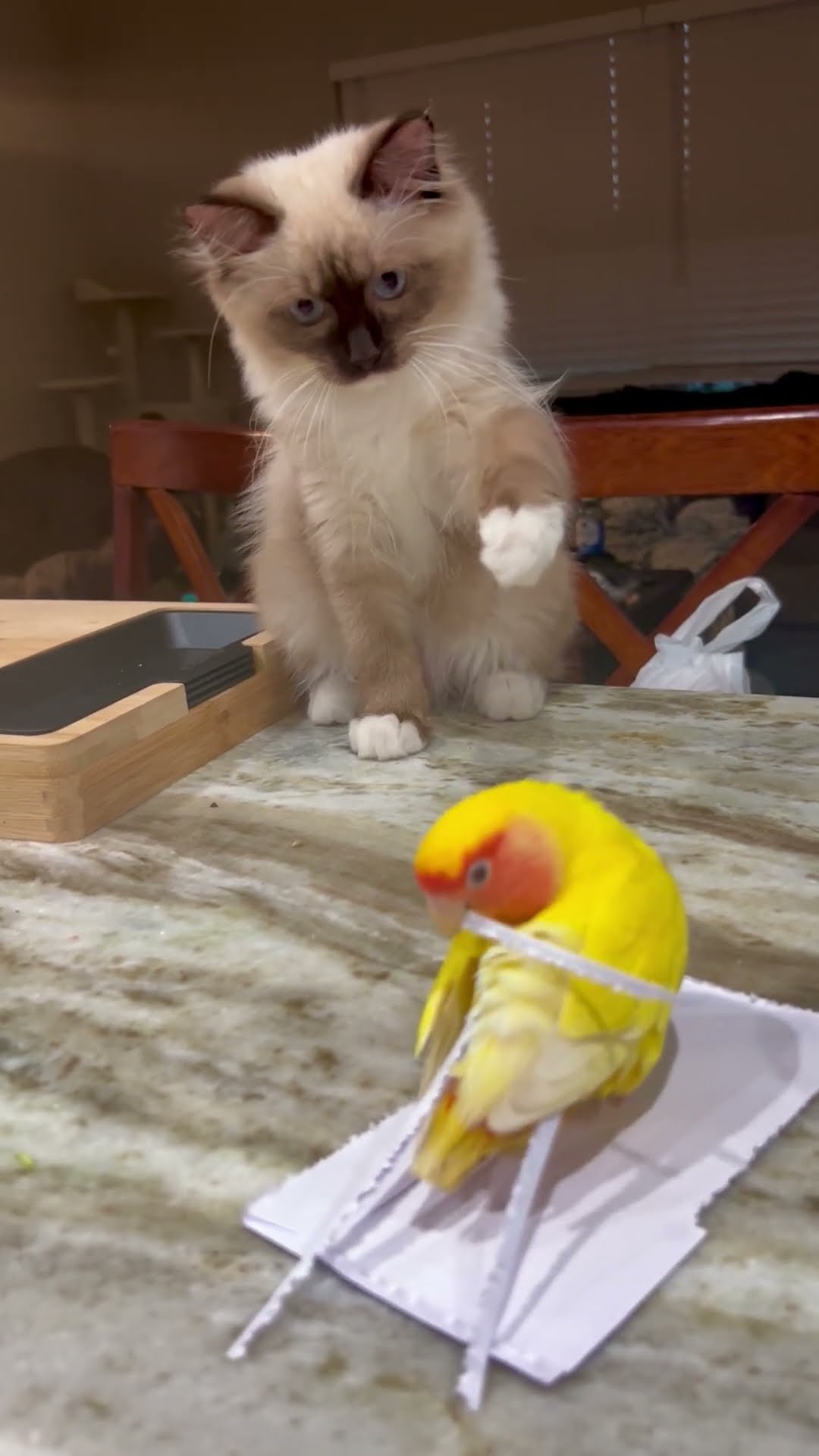 Kitten Wants to Touch the Bird So Bad || ViralHog