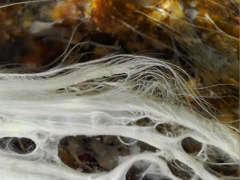 Filamentous microbes, Yellowstone National Park