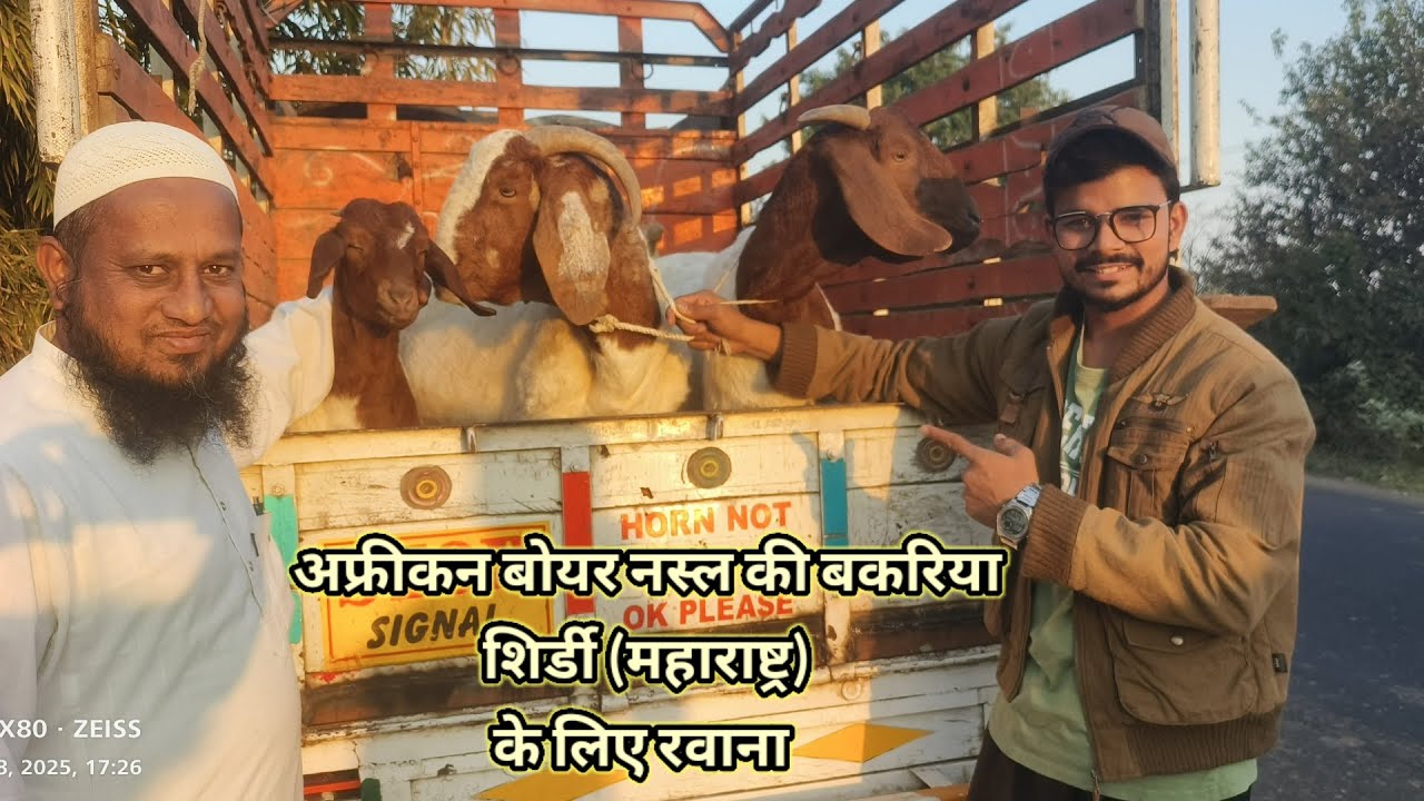 आफ्रिकन बोयर नस्ल की बकरियां शिर्डी महाराष्ट्र सेल हुई 