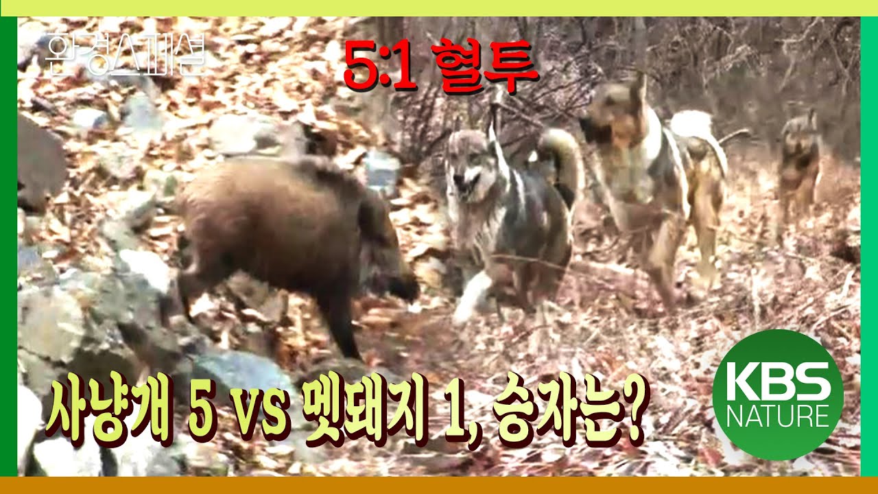사냥개 5마리와의 승부, 멧돼지의 운명은? [환경스페셜 – 쫒기는 자의 겨울] KBS 20090401