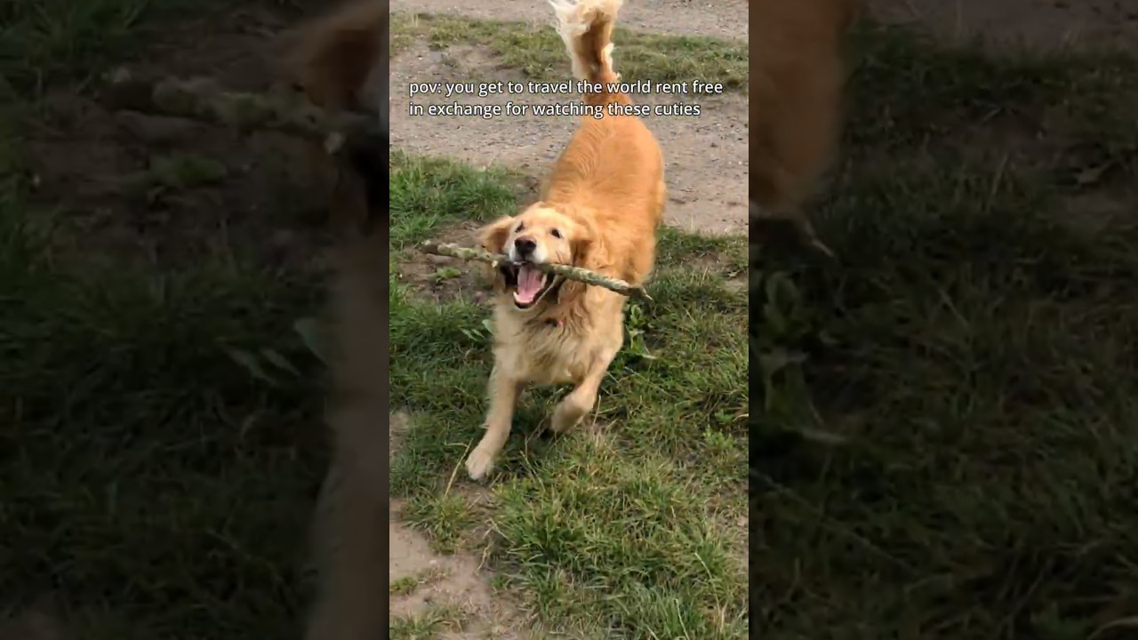 Taking Care of Animals to Travel The World Rent Free 