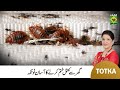 Zubaida apa totka  how to get rid of bed bugs  khatmal khatam karne ka tarika  masalatv