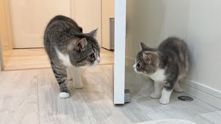 ついに妹と初めて対面したら兄猫がこうなりました…