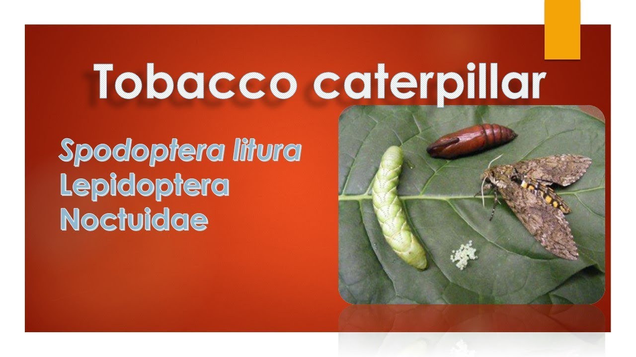 can tobacco give you cancer File:Tobacco cancer.png
