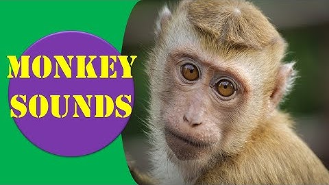 Monkey Sounds - Monkey Sound Effect || Animal Sounds.