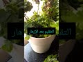 تقليم الأرولا بعد الإزهار شيخ القرواح الجمال اكسبلور Environnementprotection 
