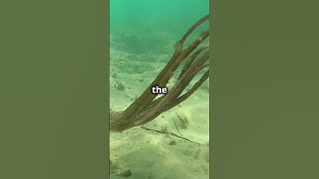 Mind-Blowing Octopus Intelligence: Navigating Mazes Like a Pro!