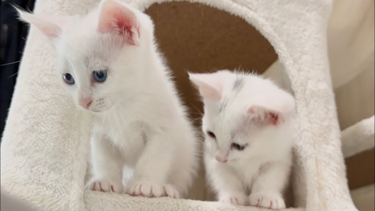 勇気を出してダイブ！激しく転がり回るテントに釘付けの子猫【白玉