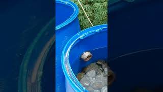 Filter Air Dari Drum Plastik