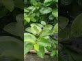 বৃষ্টিকে সবচেয়ে বেশি কোথায় উপভোগ করেন—ছাদে, ঘরে নাকি গাড়ির ছাদে?