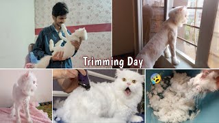 Max ki trimming kar de ❤| Persian Cat Trimming At Home | Rehan & Max