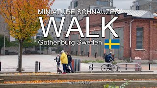 MINIATURE SCHNAUZER WALK GOTHENBURG (4K)