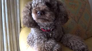 12　クロコダイル　犬首輪リード　習志野 H/K