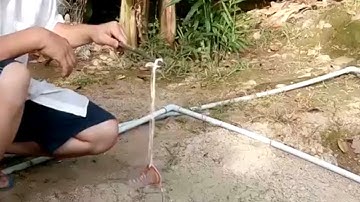 ký ức miền tây chiếc cần câu nhấp cá lóc bằng vịt con