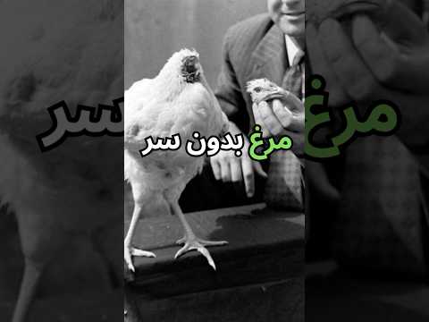 چطور مرغ بی سر ۱۸ ماه زنده موند دانستنی ترس  پیشرفت  3 جالب شورت