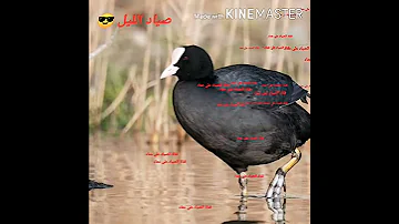 صوت طائر دجاج الماء حسب طلب بعض الاخوه 