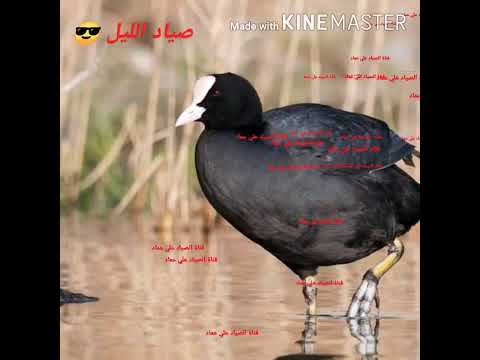 صوت طائر دجاج الماء حسب طلب بعض الاخوه