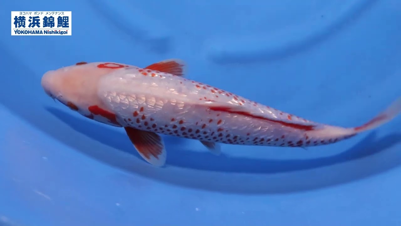 maxresdefault.jpg?sqp=-