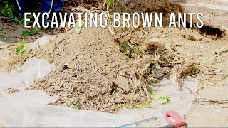 Excavating brown ants by PGH Pest Prevention 109 views 2 years ago 1 minute, 24 seconds