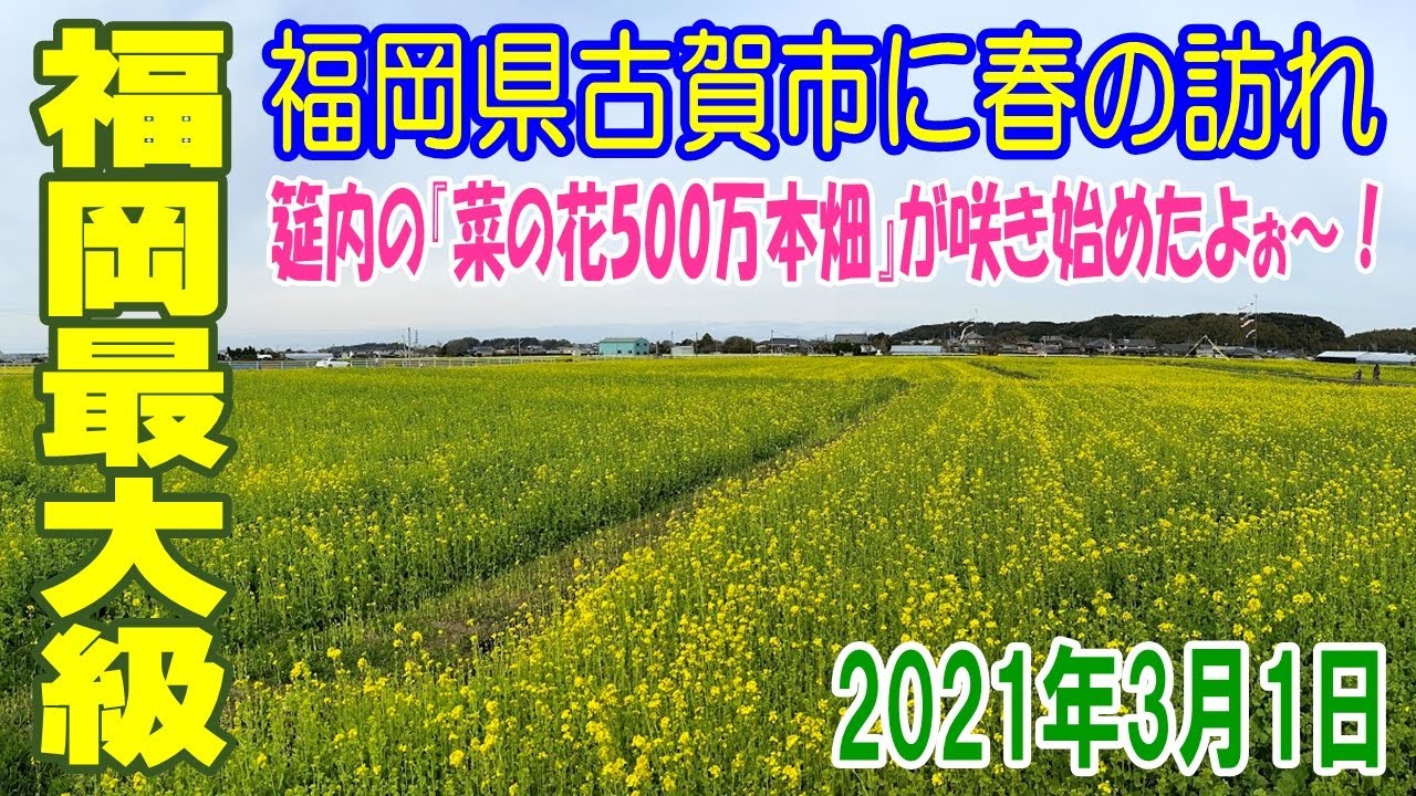 福岡県古賀市 筵内の菜の花畑より21年3月 春の訪れです Youtube Youtube