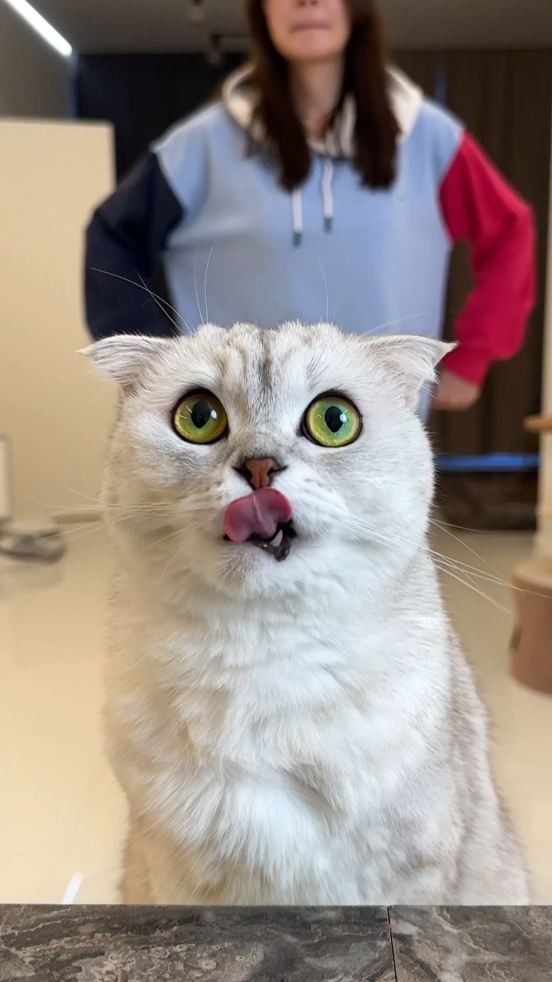 When Sonya wants to eat, nothing can stop her!? #cat #cats