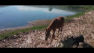 6-18-2026 Grazing Update Part 2