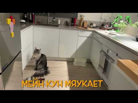 кошка Мейн кун мяукает разговаривает / Maine Coon cat is talking