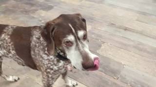 German Shorthair Pointer - David, the thinking GSP by ozprez 57 views 6 years ago 2 minutes, 2 seconds