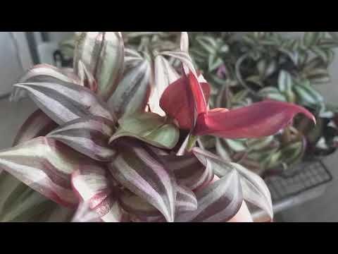 Video: Är tradescantia en vandrande jude?