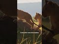 Lion Cubs First Climb Together 🦁 | Wild Brotherhood in Kenya