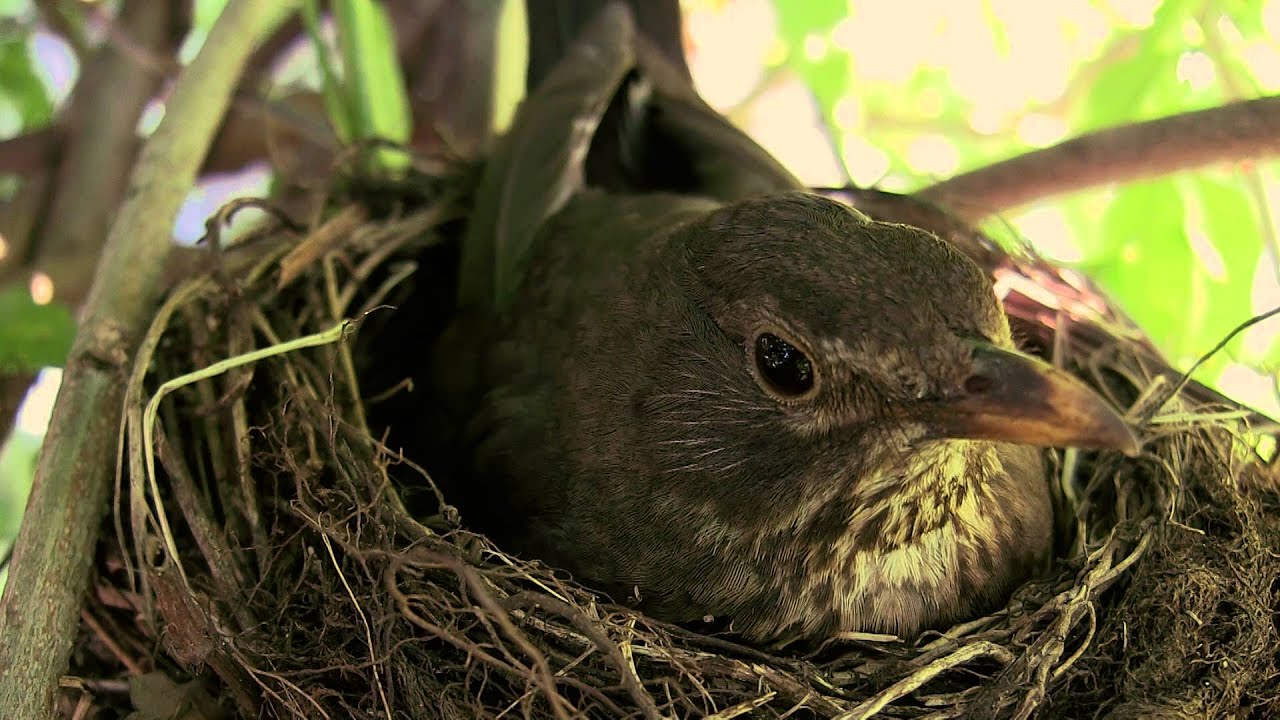Blackbird, A new life