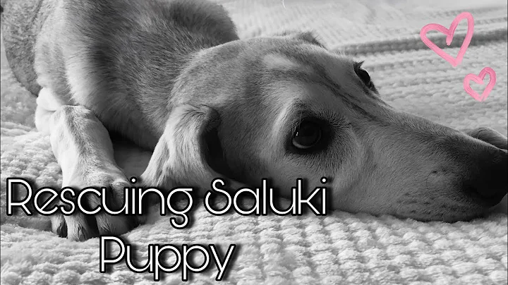 Rescuing Saluki Puppy | ALAA