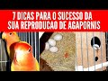 7 Dicas para voce conseguir reproduzir os seus agapornis