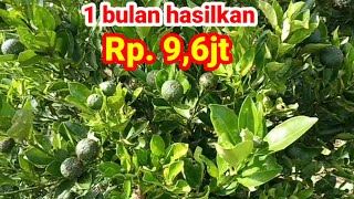 PROSPEK BUDIDAYA JERUK SAMBEL/NIPIS  || SOLUSI SUKSES