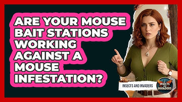 Are Your Mouse Bait Stations Working Against A Mouse Infestation? - Insects and Invaders