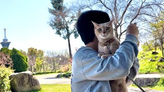 My cat had a date with my son at Tsurumi Ryokuchi Park and wanted to cuddle.