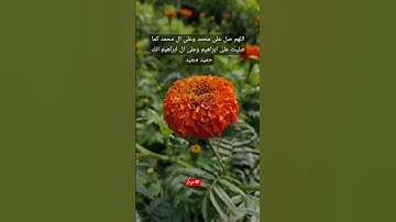 #اللهم_صل_وسلم_على_نبينا_محمد قال رسول الله #ﷺ سورة يوسف #surah #quran #tilawa#allah #alhamdulillah