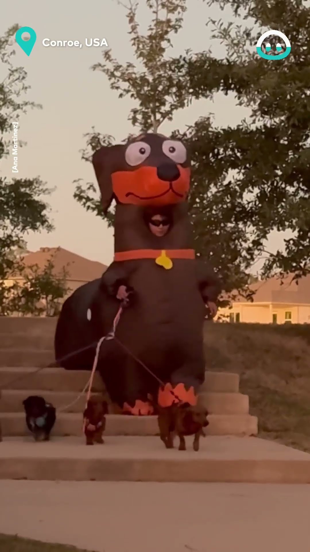 Fantastic Costume For Dog Walking || ViralHog