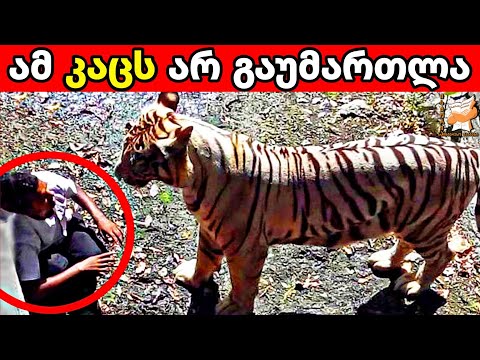 ცხოველების 10 თავდასხმა ადამიანებზე