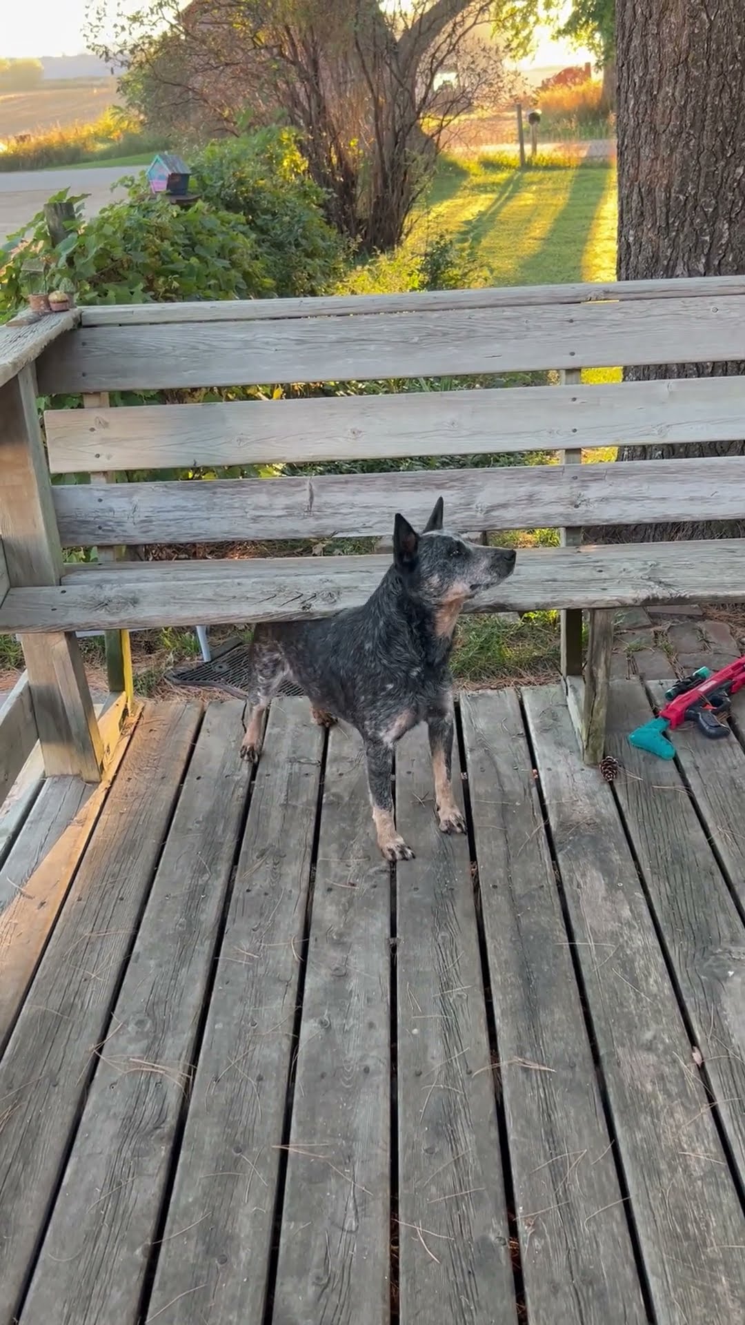 Heeler Turns Wooden Bench Into Back Scratcher || ViralHog