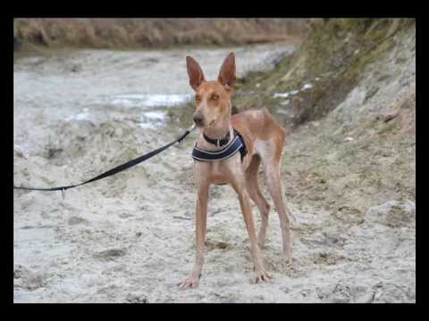 sofia (bambi) 18.03.2013 onze pleeghond honden zonder toekomst en
