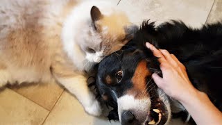 Ragdoll Merlin crazy IN LOVE with Lady Dog Jessy