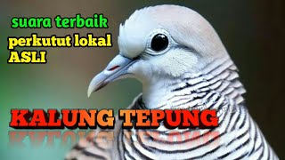 Pancingan terbaik suara perkutut kalung tepung