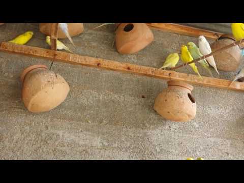 Budgies Parrots colony ki zabardast progress in Urdu/Hindi. Budgies Parrots colony ki zabardast progress in Urdu/Hindi.