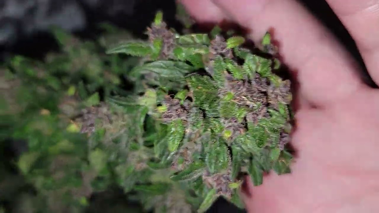 LSD25 auto by 420fastbuds( harvest)