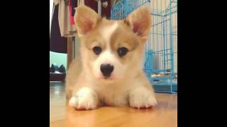 PUPPY - Compilation Video by The Burgs 476 views 6 years ago 2 minutes, 16 seconds